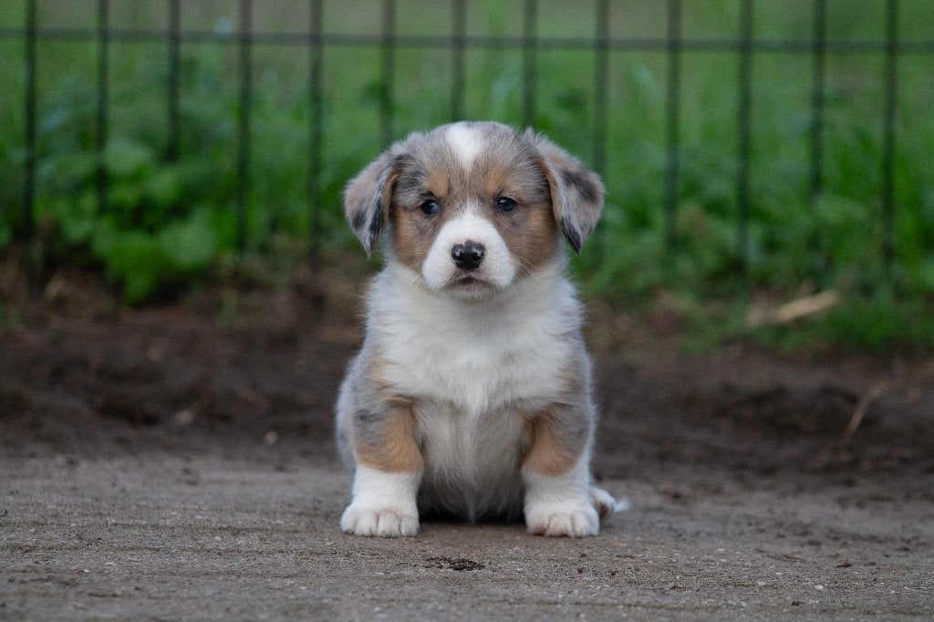 Welsh corgi cardigan pups, Animaux & Accessoires, Maladie de Carré (chiens), Autres races, 8 à 15 semaines, Plusieurs