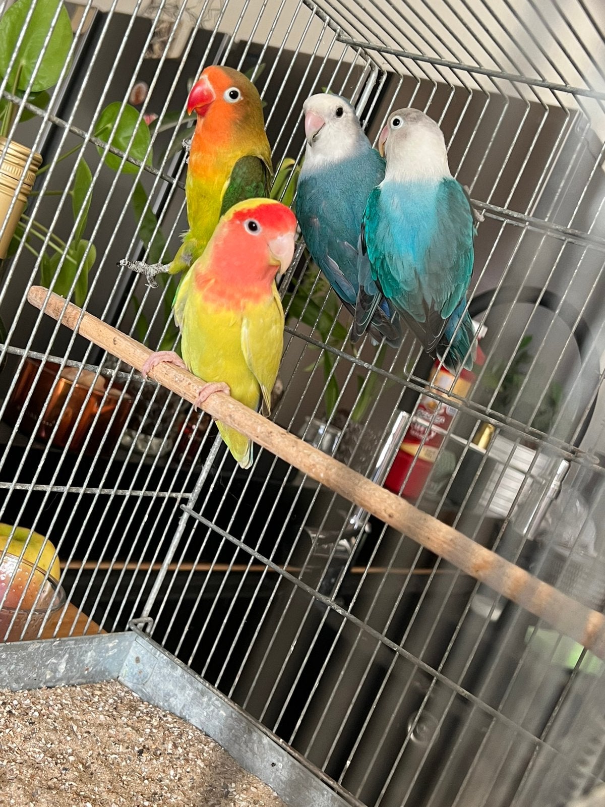 Agapornis ficheries, Sexe inconnu
