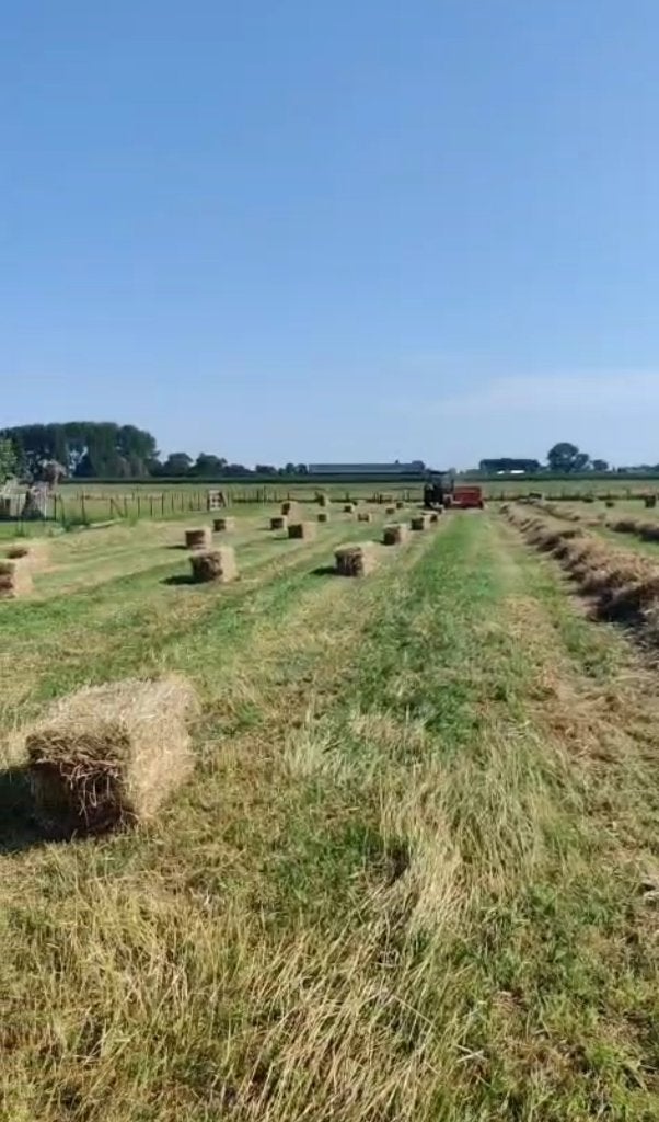 Hooi te koop Ruiselede, Dieren en Toebehoren, Ophalen, Vee