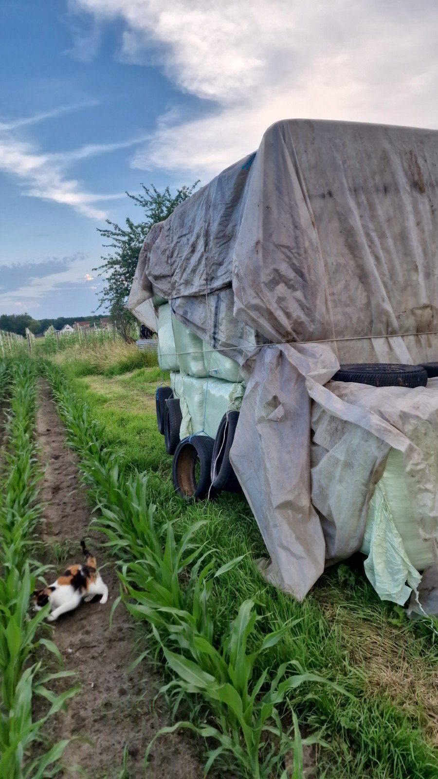 Hooi voordroog, Dieren en Toebehoren, Dierenvoeding, Ophalen of Verzenden