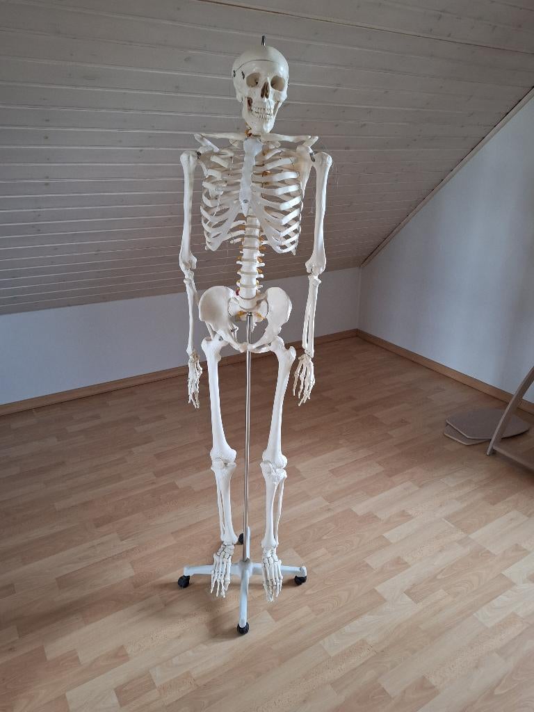 Skelet, Ophalen, Zo goed als nieuw