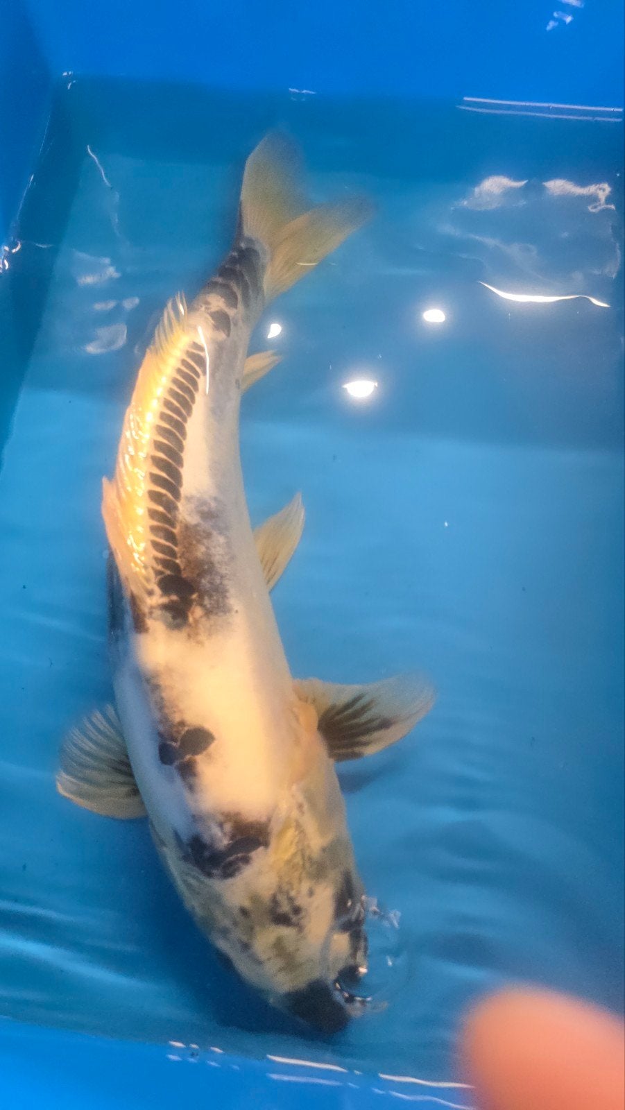 Doitsu koi 60cm, Dieren en Toebehoren, Vissen | Vijvervissen