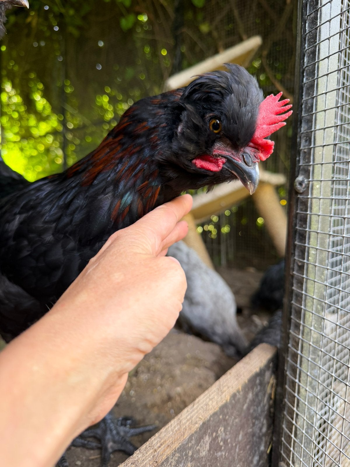 5 hanen koper marans, Animaux & Accessoires, Volatiles