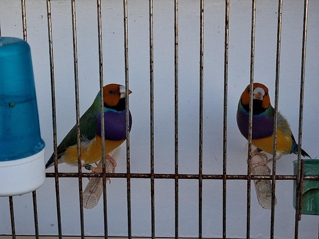 Gouldamadines - Goulds., Dieren en Toebehoren, Meerdere dieren, Tropenvogel, Geringd