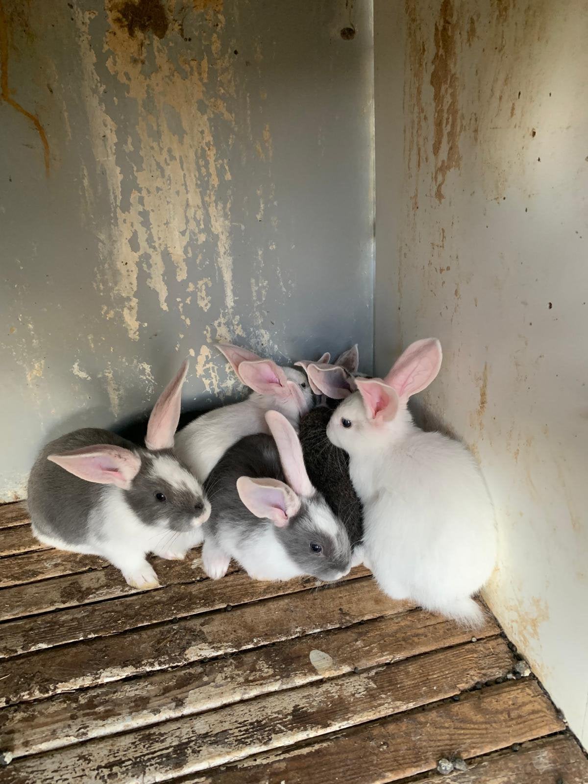 Vlaamse Reus, Dieren en Toebehoren, Konijnen