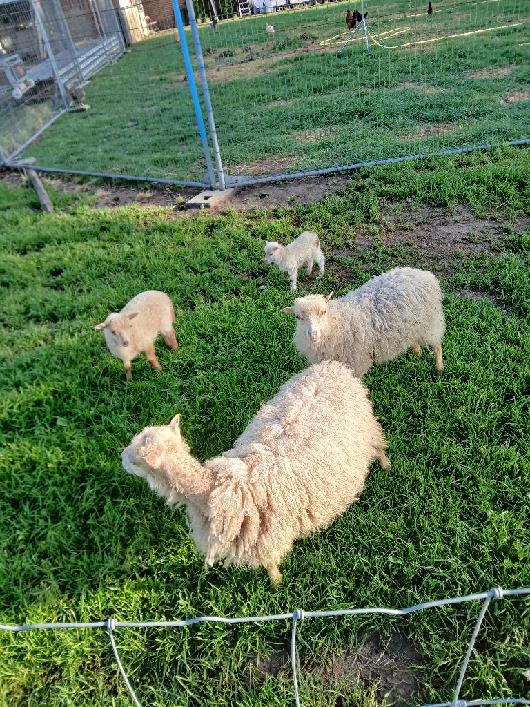 ouessant schapen ooitjes, Vrouwelijk, Schaap, 0 tot 2 jaar