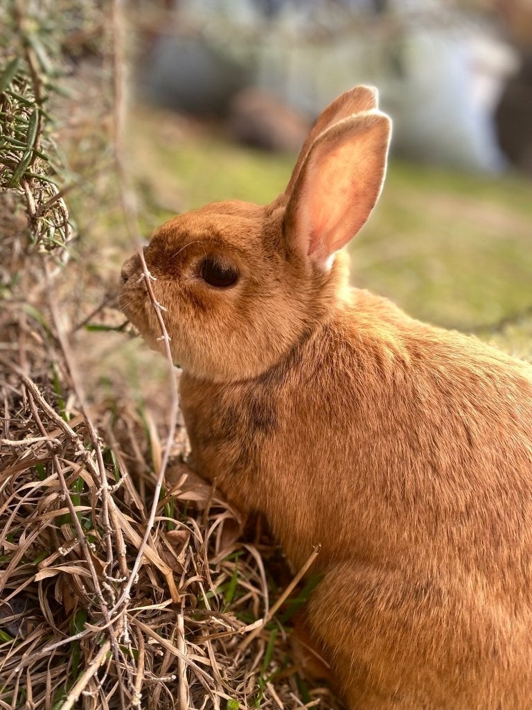 Konijnen, Dieren en Toebehoren, Konijnen, Meerdere dieren, Klein, 0 tot 2 jaar