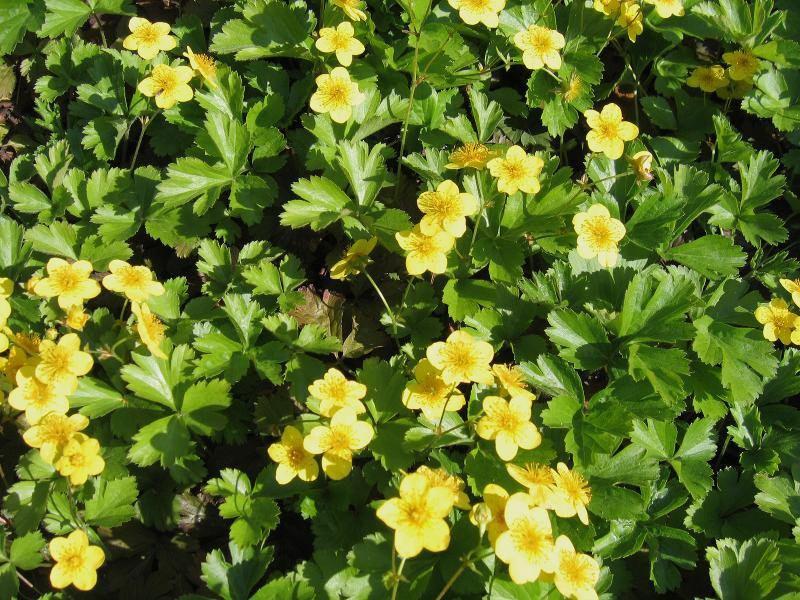 Waldsteinia ternata, Tuin en Terras, Ophalen, Bodembedekkers, Vaste plant, Halfschaduw