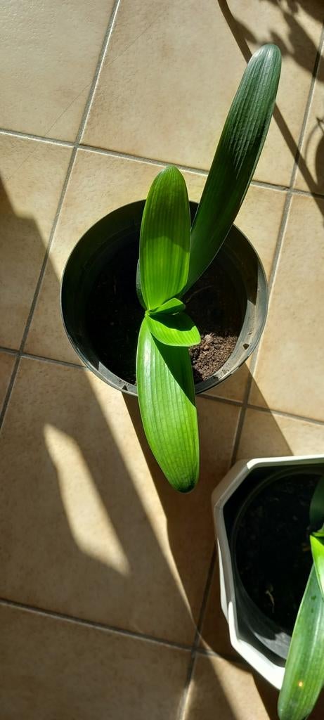 Clivia of Sint-Jozef plant - bladlengte 15 cm, Bloeiende kamerplant, Ophalen of Verzenden, Halfschaduw, Minder dan 100 cm