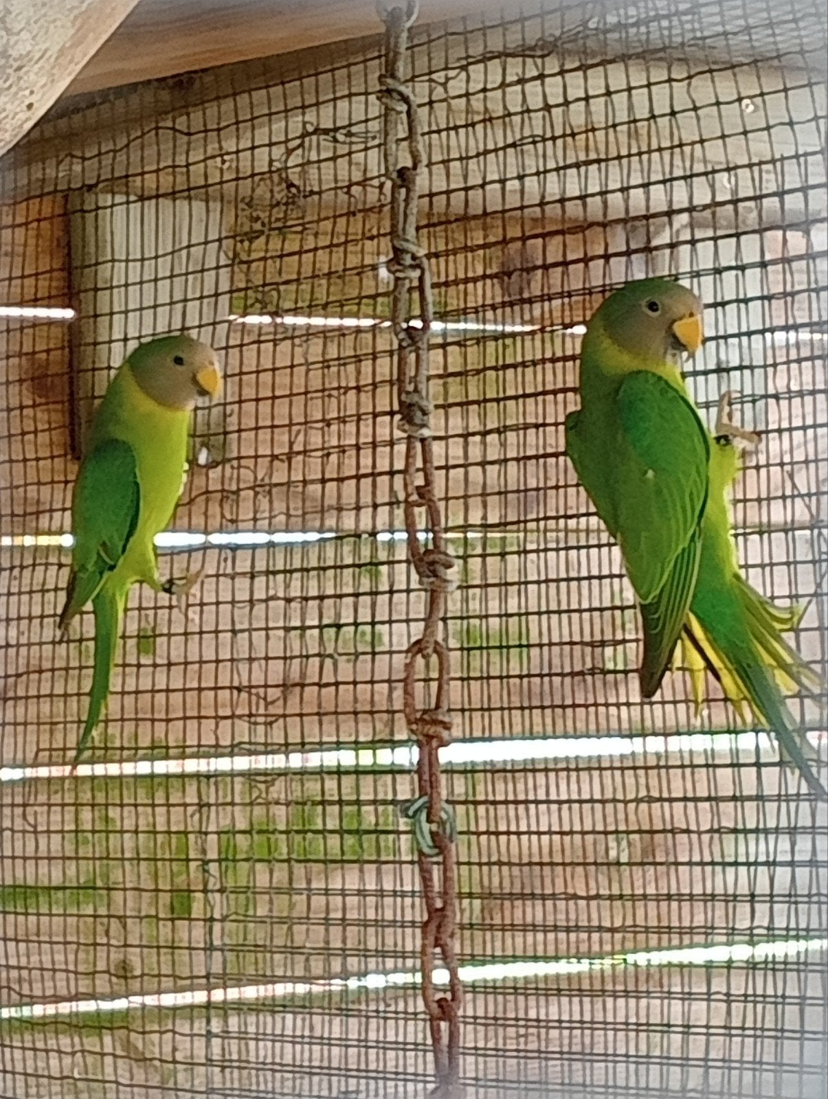 2 Pruim koppen met dna, Meerdere dieren, Parkiet, Geringd