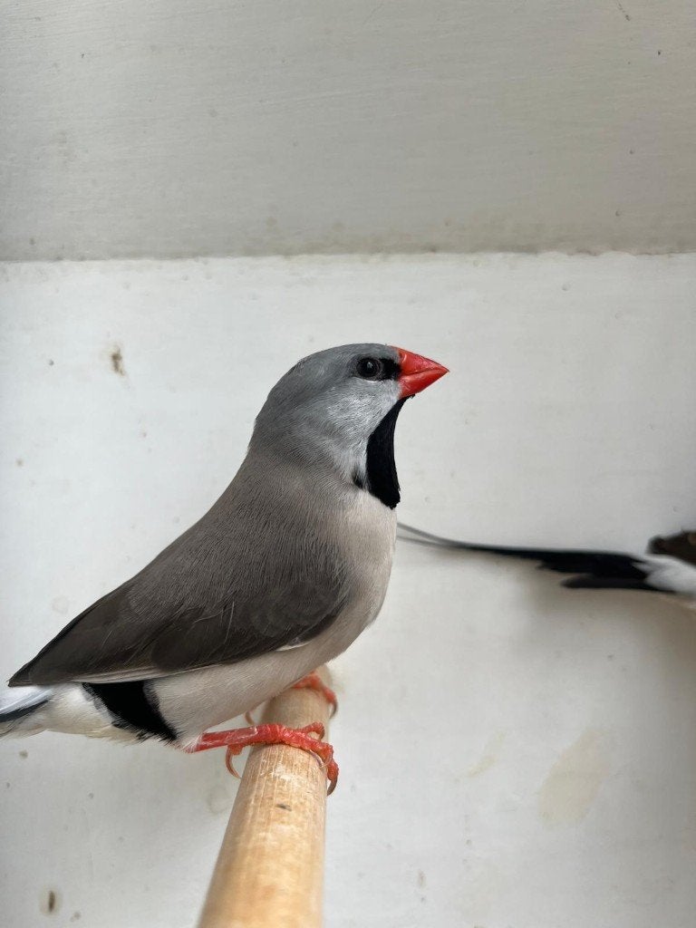 2 spitsstaartamadines, Dieren en Toebehoren