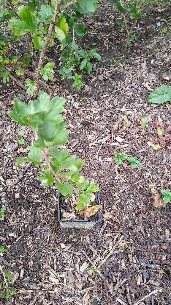 Kruisbesstruiken 2, 3 en 4 jaar, Tuin en Terras, Ophalen, Vaste plant, Fruitplanten