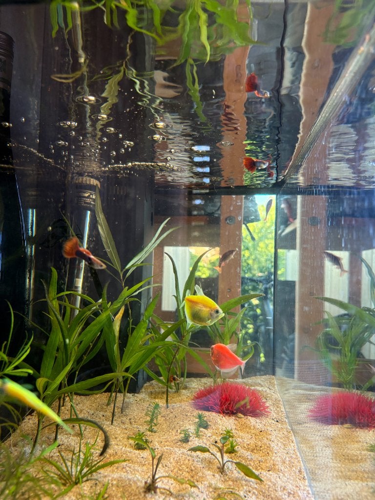 Aquarium Juwel 61 x 31 x 37 cm - 60 L - Zwart, Ophalen, Gebruikt, Gevuld zoetwateraquarium, Pomp