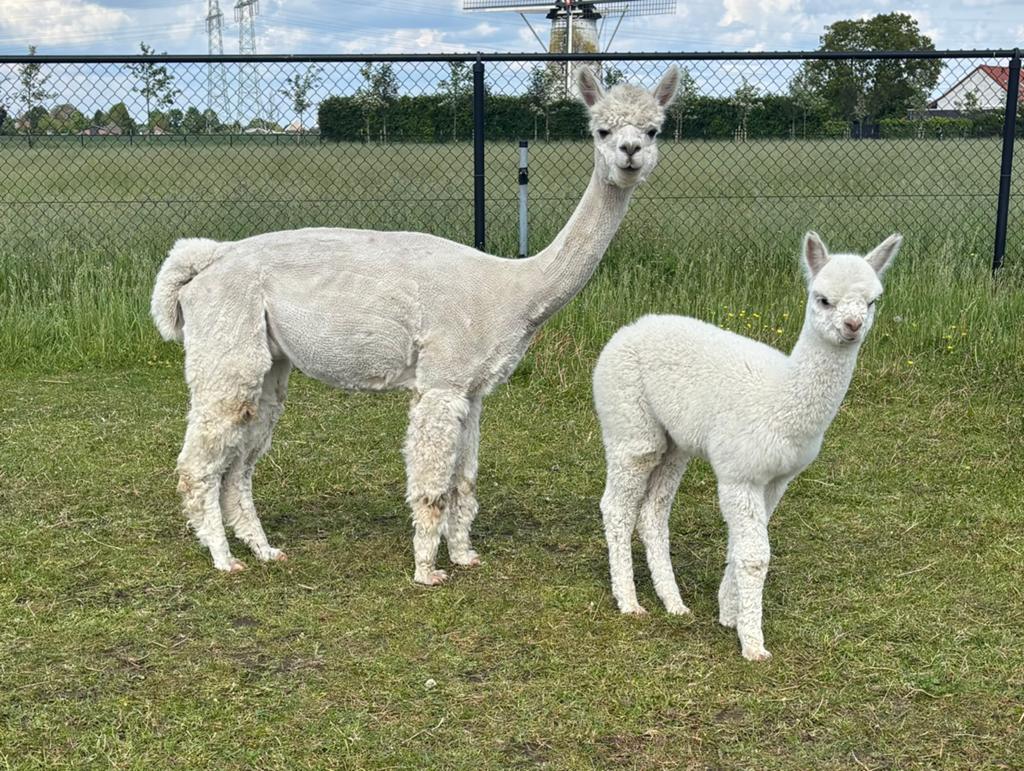 Alpaca merrie met hengstveulen, Dieren en Toebehoren, Overige Dieren, Mei, Meerdere dieren