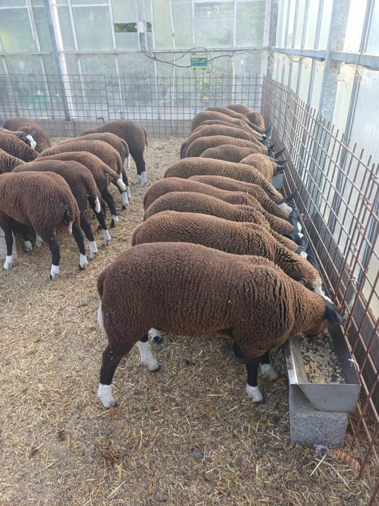 Zwartbles rammen, Dieren en Toebehoren