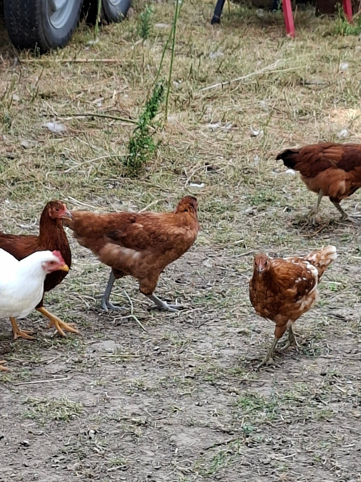 kippen en hanen te koop, Plusieurs animaux, Poule ou poulet