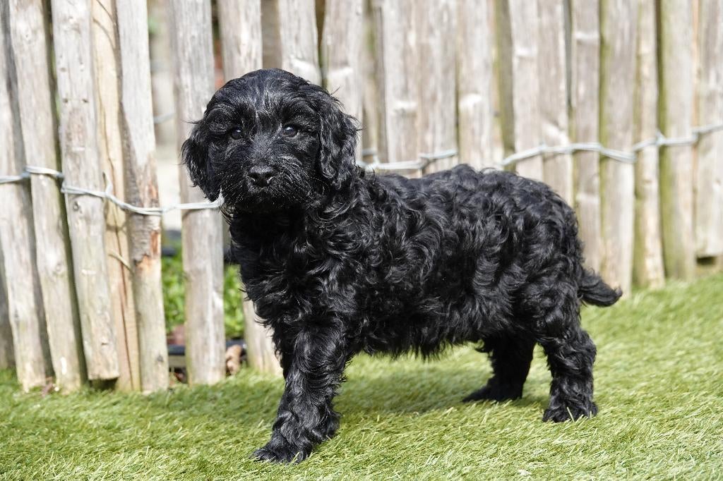 Prachtige Mini Labradoodle pups, met stamboom, Dieren en Toebehoren, Parvo, België, Overige rassen, 8 tot 15 weken
