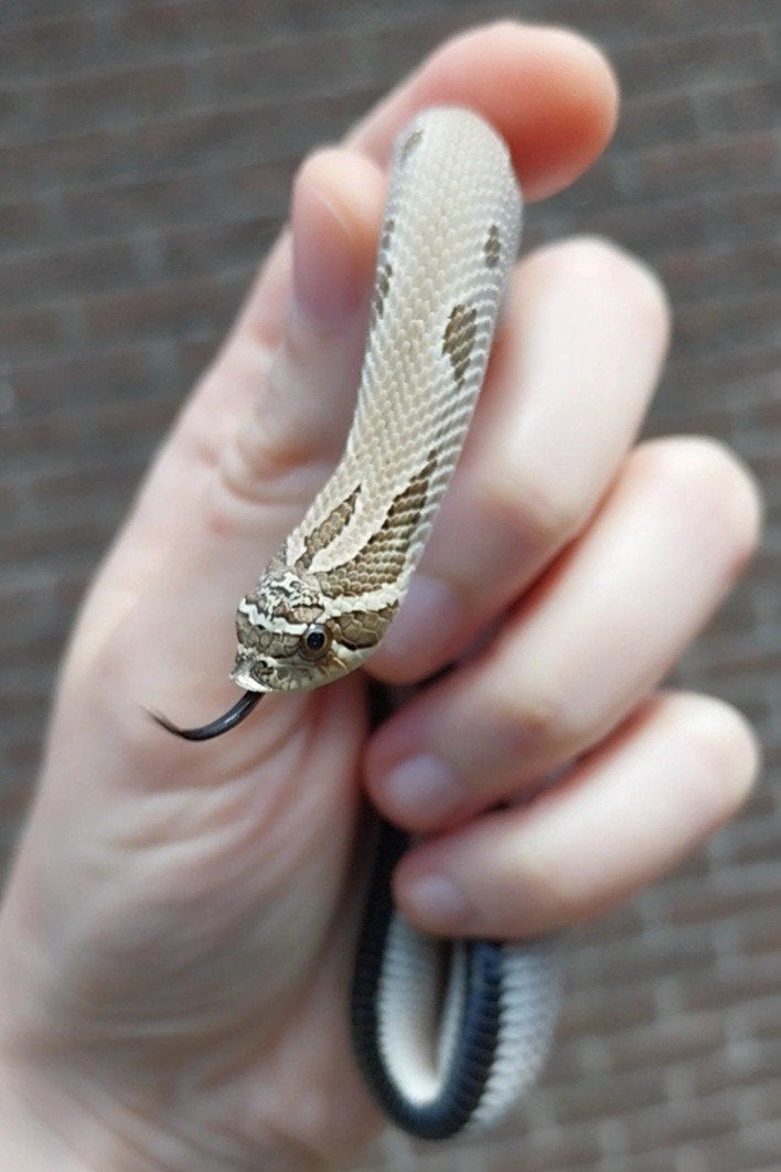 0.1 Heterodon nasicus, Dieren en Toebehoren, Reptielen en Amfibieën, Slang, Tam, 0 tot 2 jaar