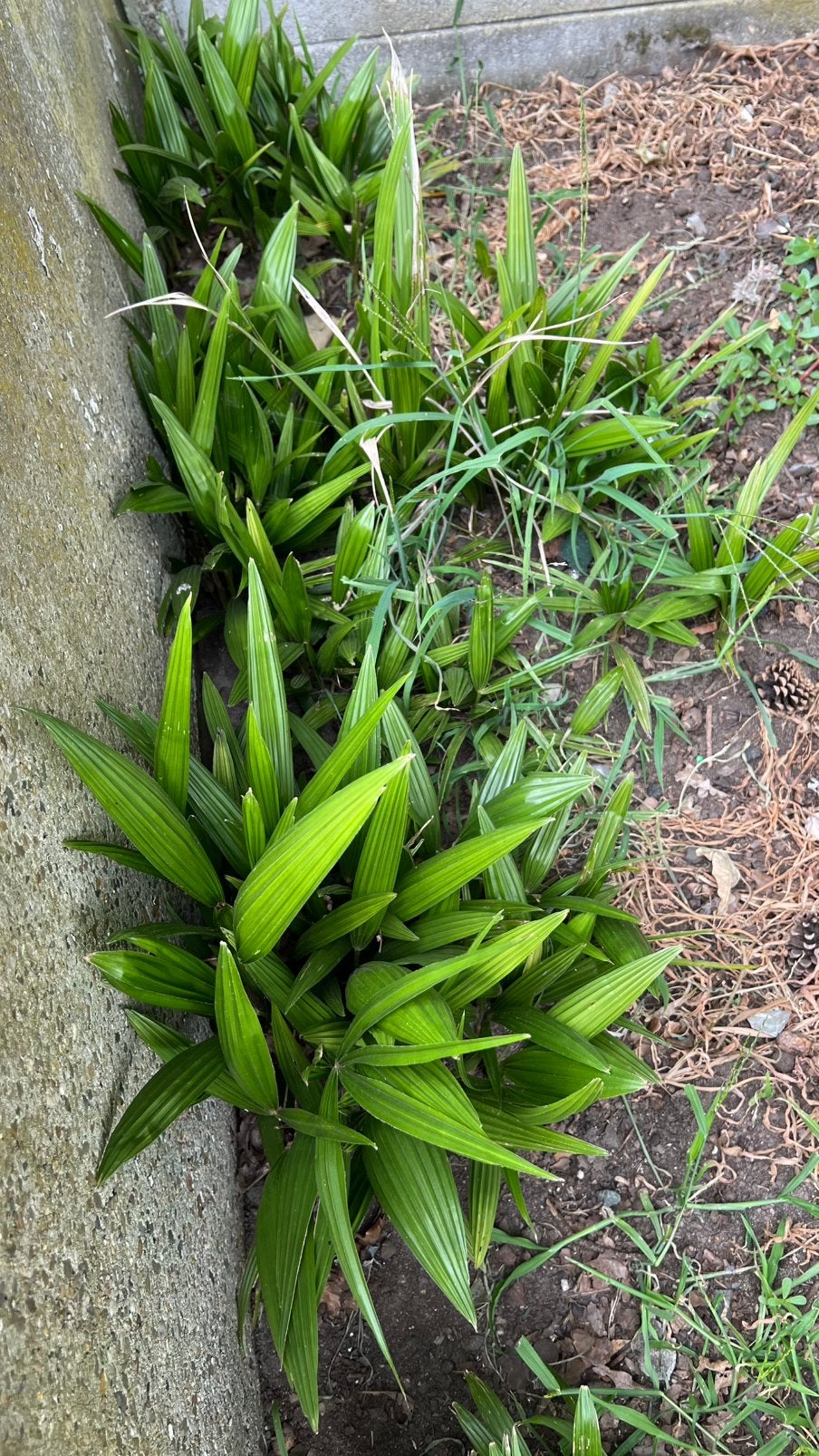Palmboompjes, Tuin en Terras, Planten | Tuinplanten, Ophalen