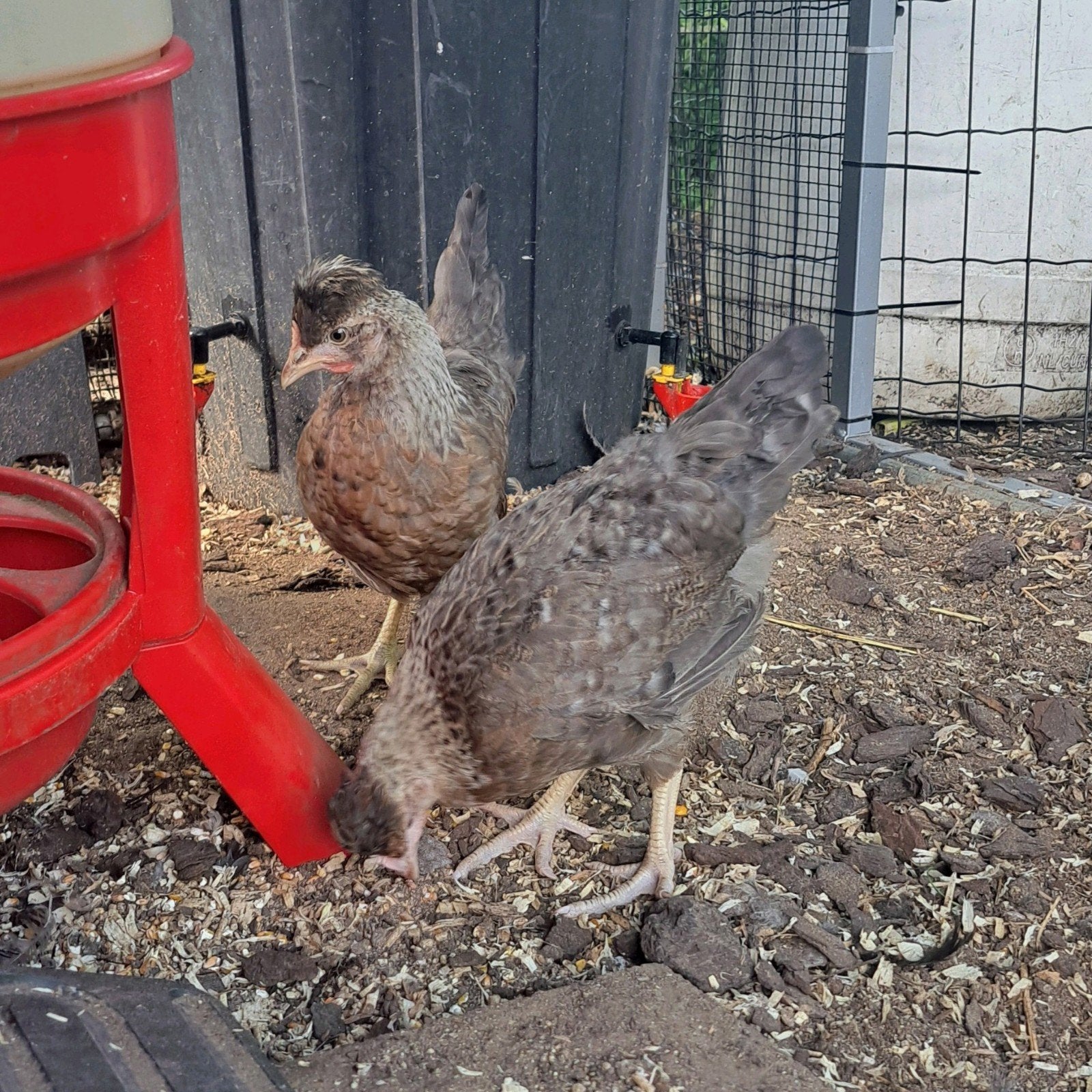 Cream legbar tot 12w - nog 6 hennen, Dieren en Toebehoren