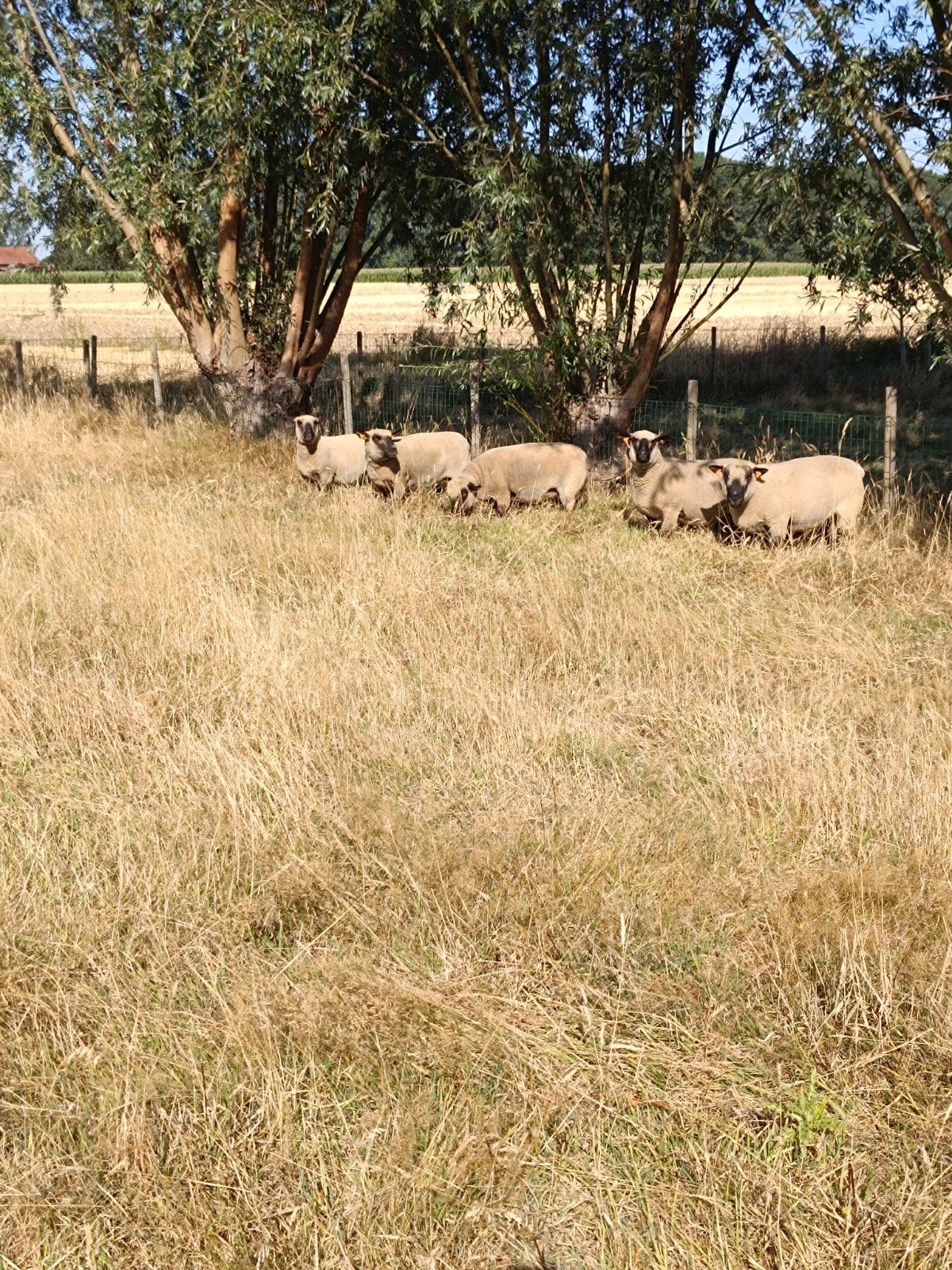schapen, Dieren en Toebehoren