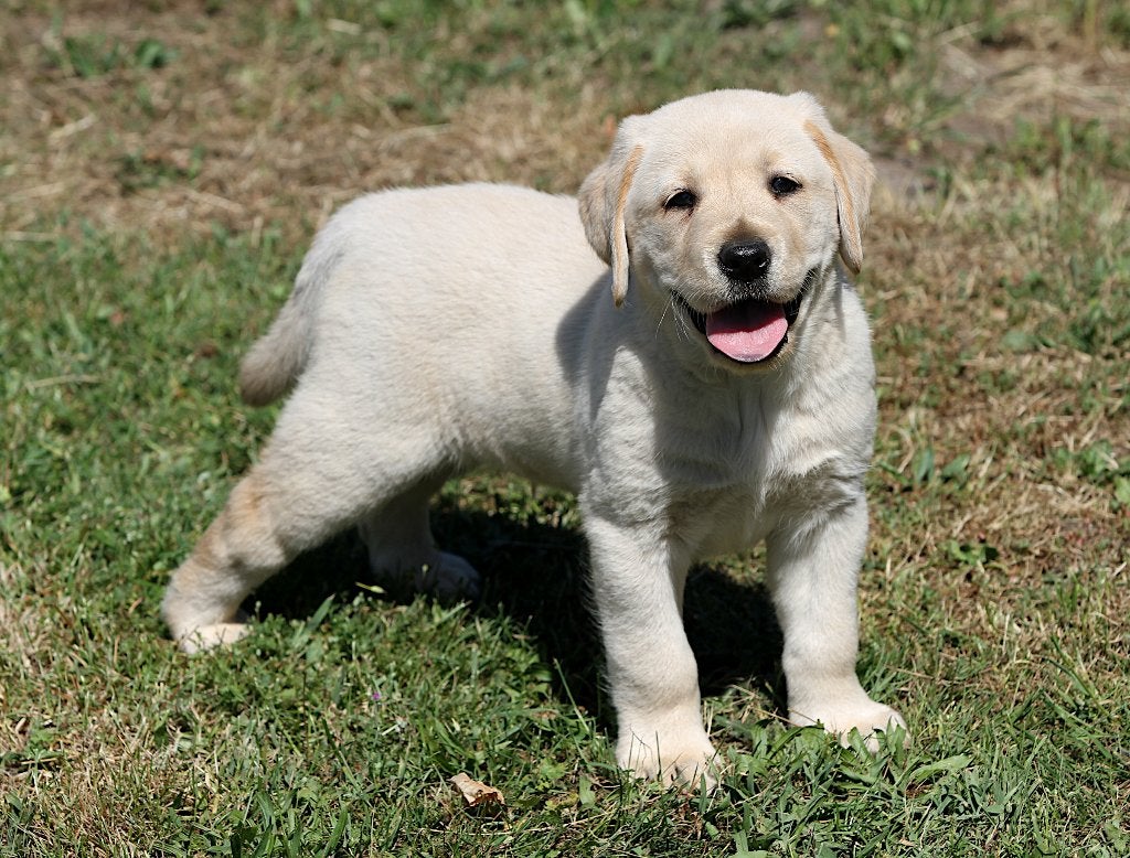 mooie labrador pups particulier, Dieren en Toebehoren, België, Particulier, 8 tot 15 weken, Labrador retriever