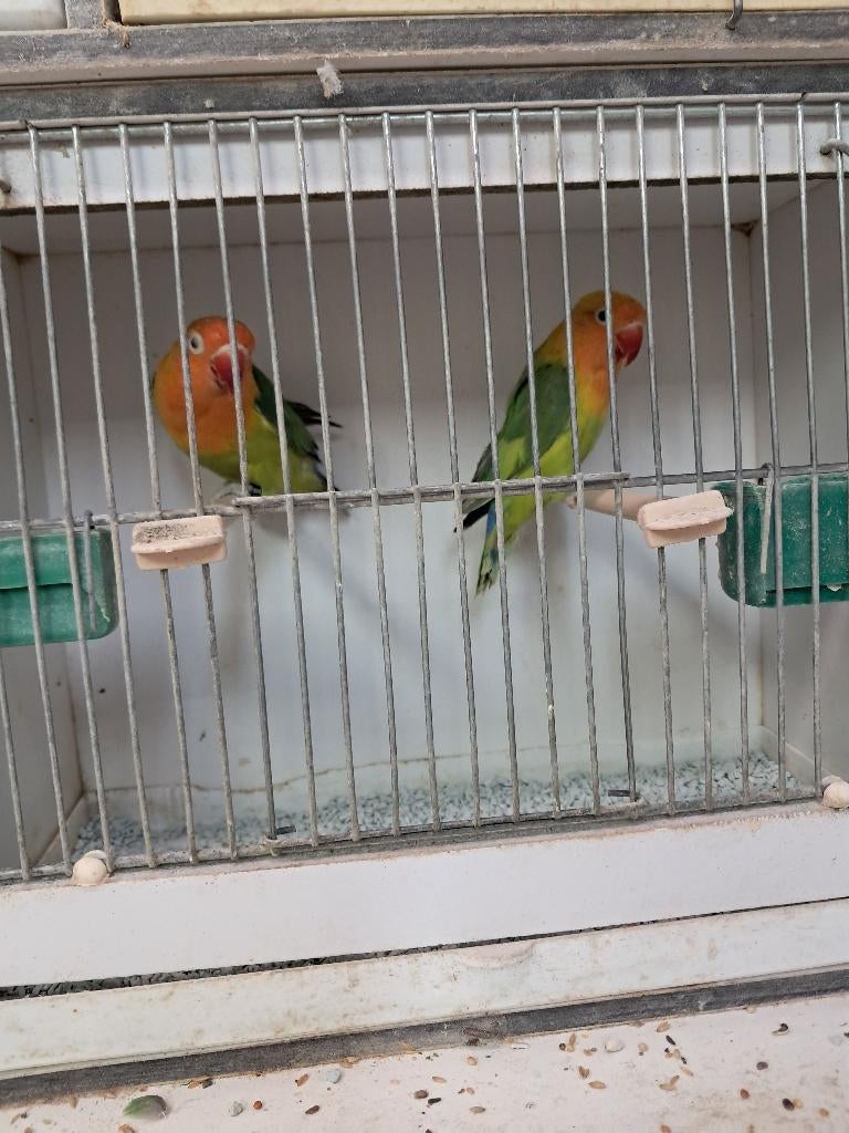 2 groen bonte fischeri, agaporniden, parkieten, vogels, Meerdere dieren, Dwergpapegaai of Agapornis, Geringd