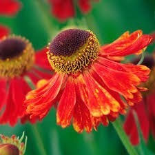 Helenium Moerheim, Ophalen