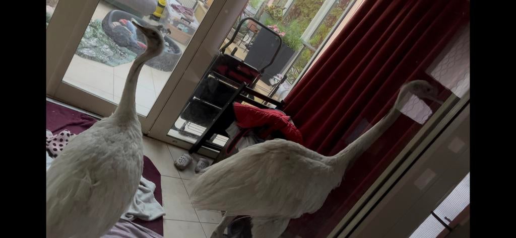 Nandoe te koop.