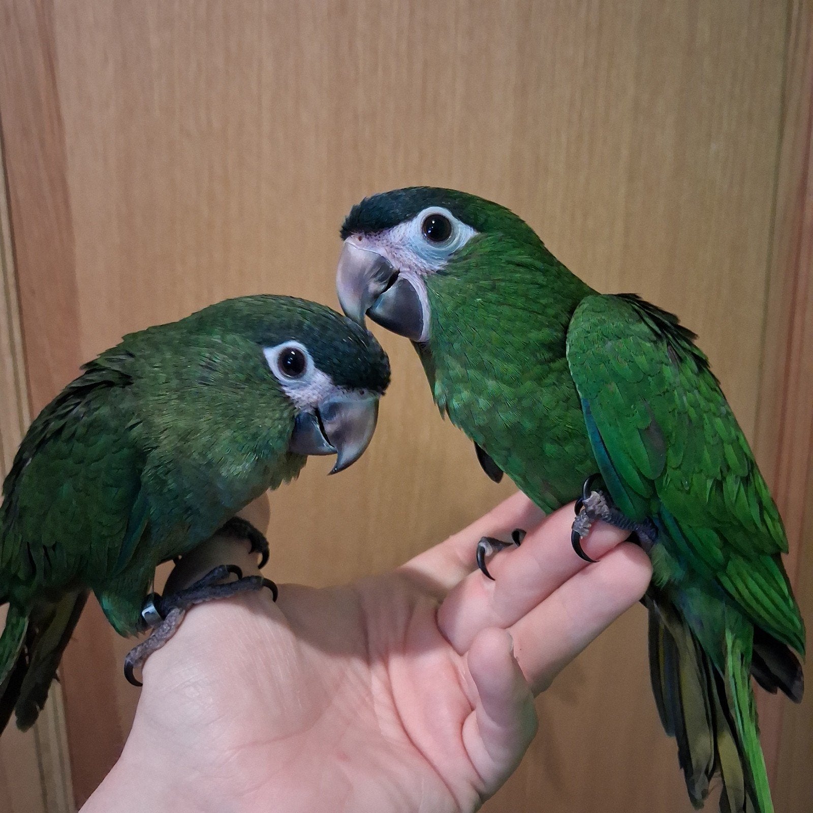 A vendre 2 femelles Ara nobelis EAM 2026, Animaux & Accessoires, Oiseaux | Perruches & Perroquets, Femelle, Perroquet, Parleur