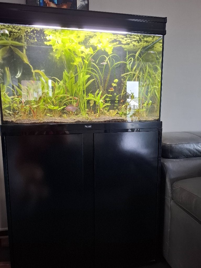 Aquarium Aqualantis 145 noir. Avec tout le matériel, Ophalen, Aquatlantis, Inclusief vissen, Gevuld zoetwateraquarium