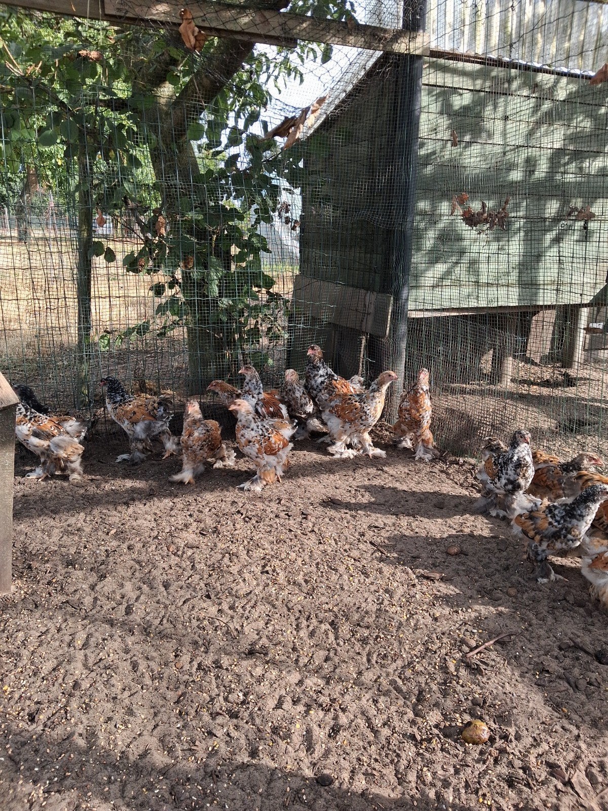 Brahma porcelein, Dieren en Toebehoren, Pluimvee