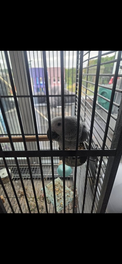 Grijze roodstaart met kooi, Femelle, Perroquet, Parleur