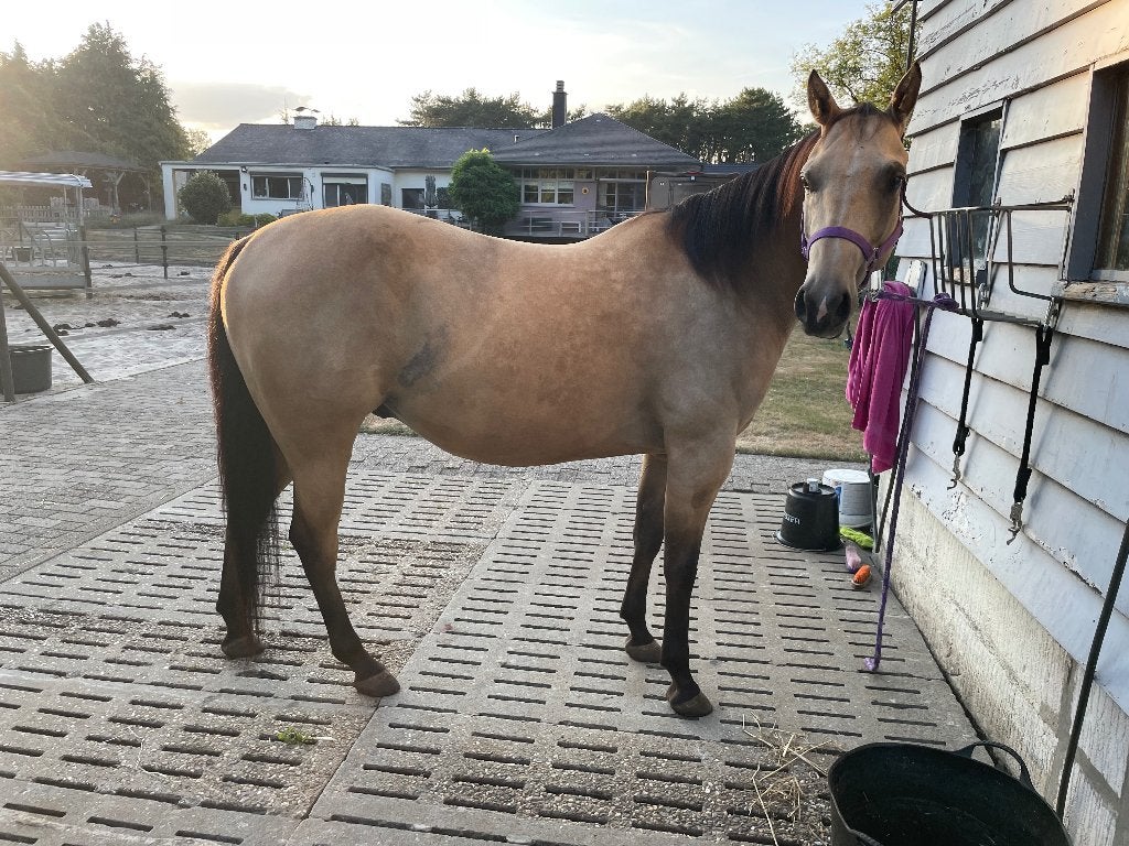 Western allrounder, Dieren en Toebehoren, Met stamboom, Minder dan 160 cm, B, Ruin