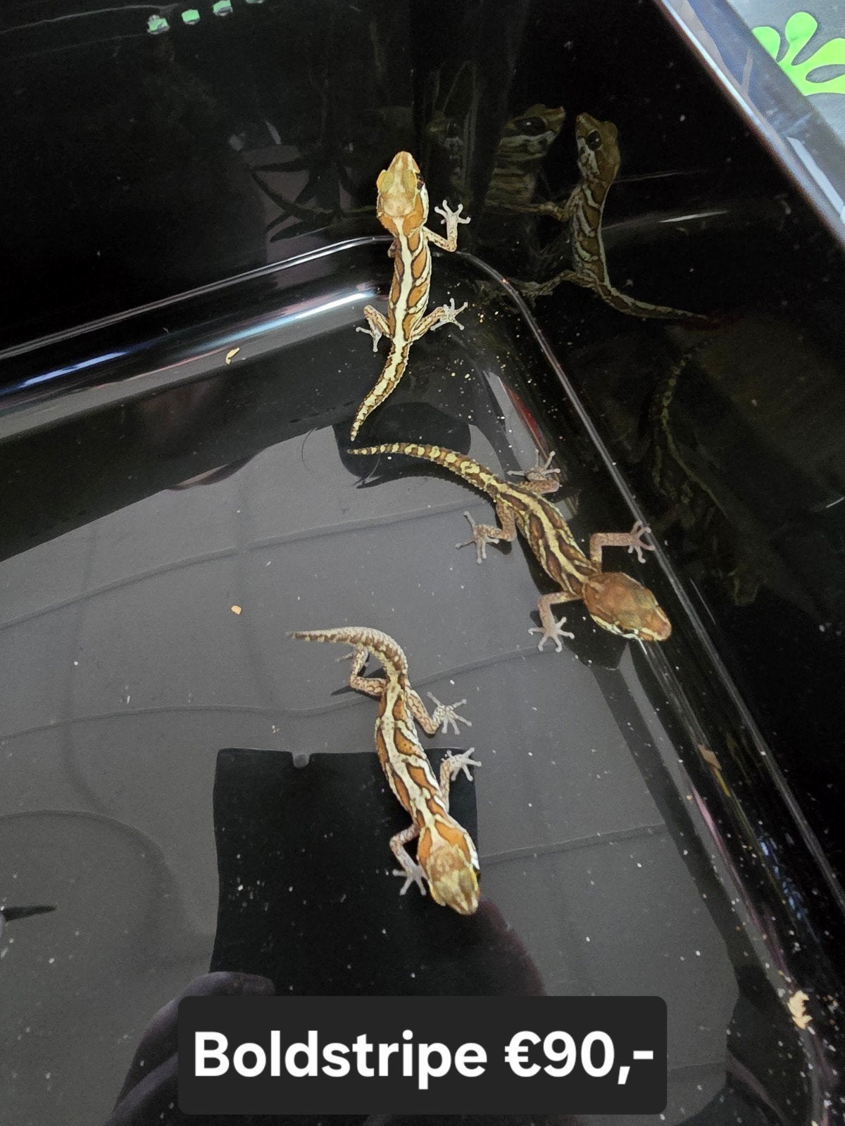 Paroedura picta's, Amfibie