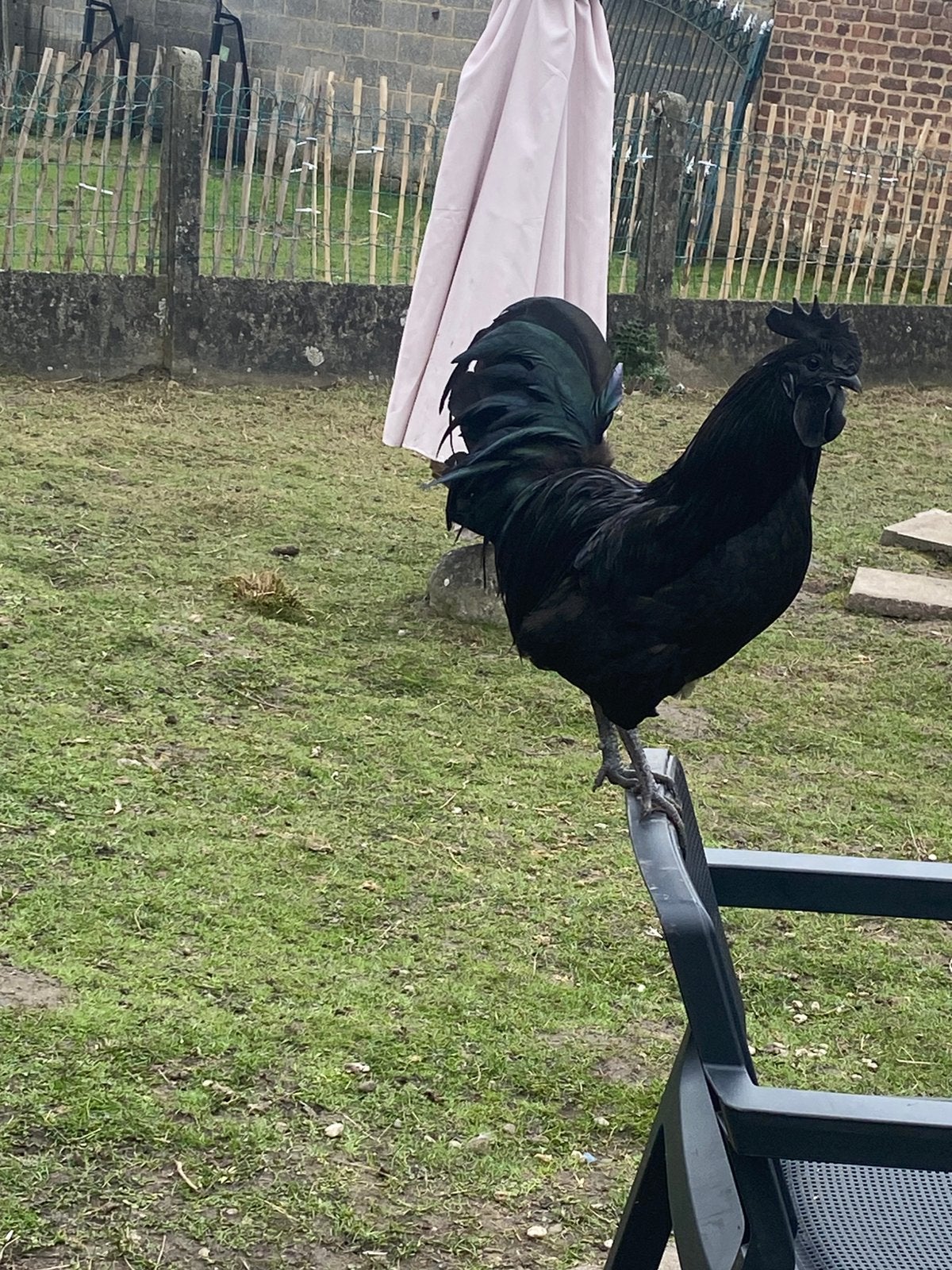Ayam cemani haan, Dieren en Toebehoren, Mannelijk, Kip