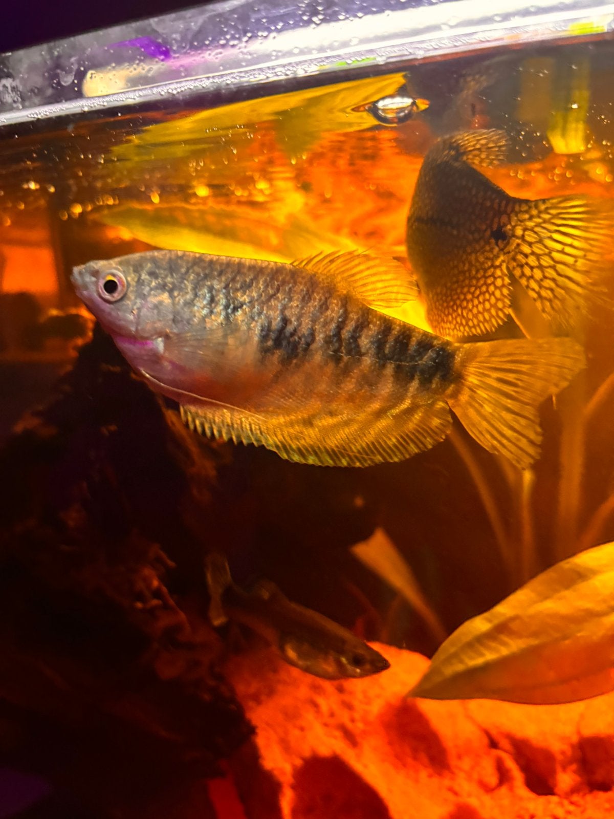 Blauwe goerami – ongeveer 10 cm, Dieren en Toebehoren, Vis, Zoetwatervis