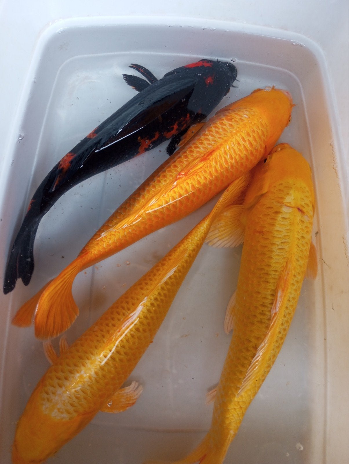 Koi s 30/35 cm, Ophalen