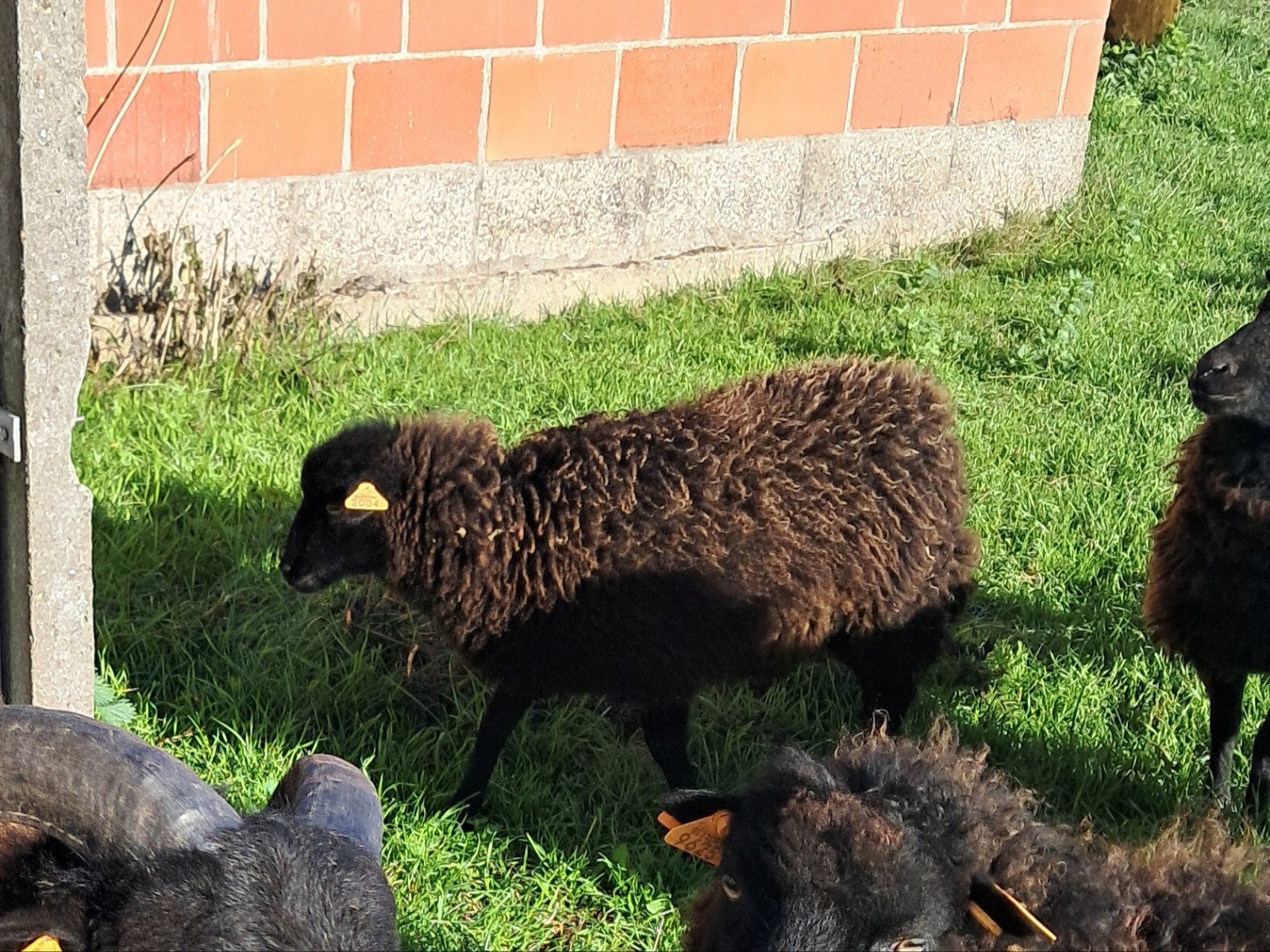 ouessant minischaapjes ooi + hamel