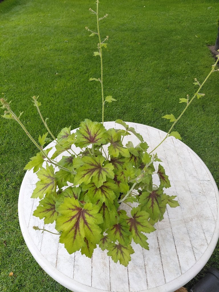 Heucherella Art Nouveau, Jardin & Terrasse, Plantes | Jardin, Enlèvement, Mi-ombre