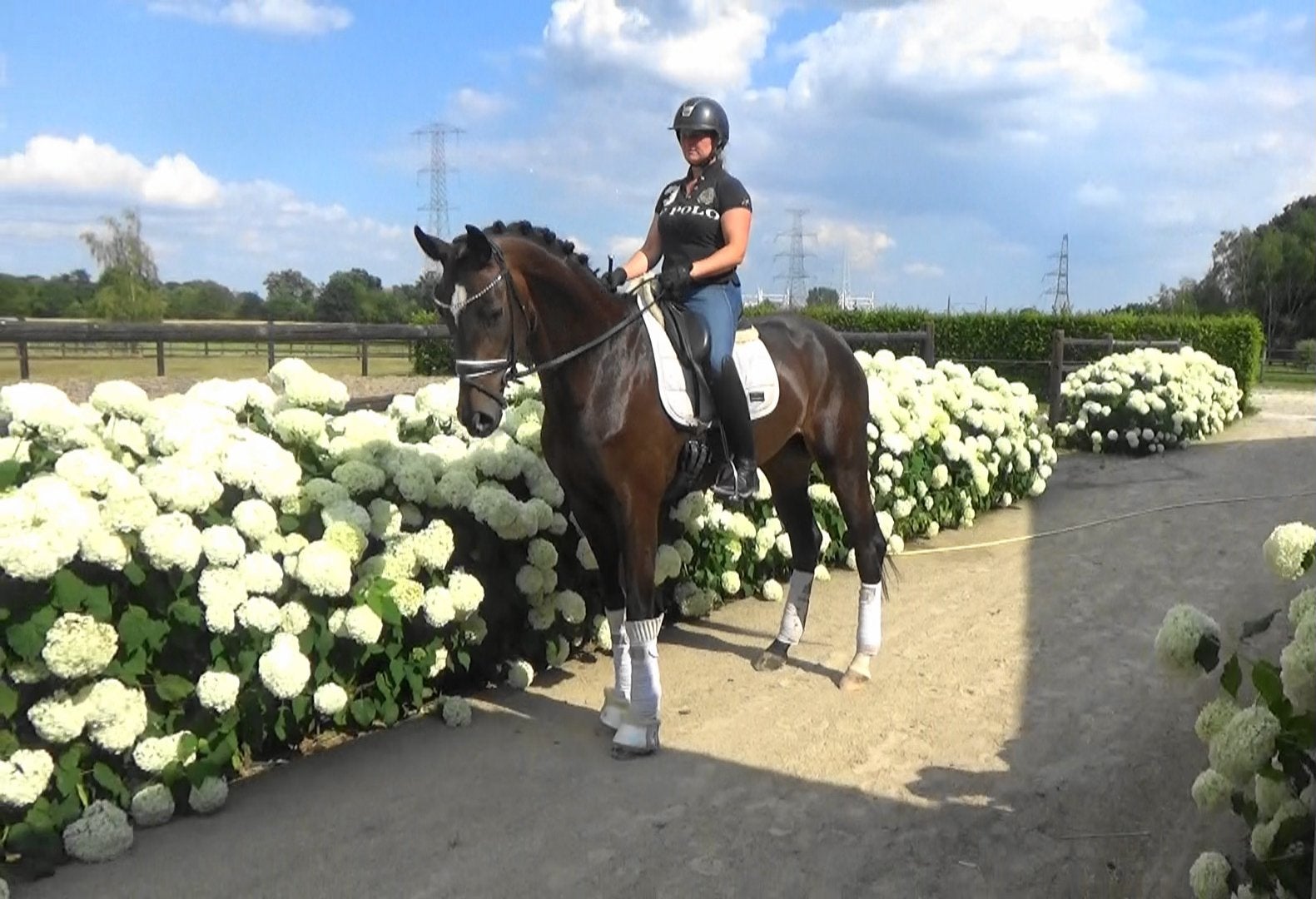 4 jr dressuur merrie Bonjour x Foundation x Gesina !, Merrie, Dressuurpaard, Zadelmak, 3 tot 6 jaar
