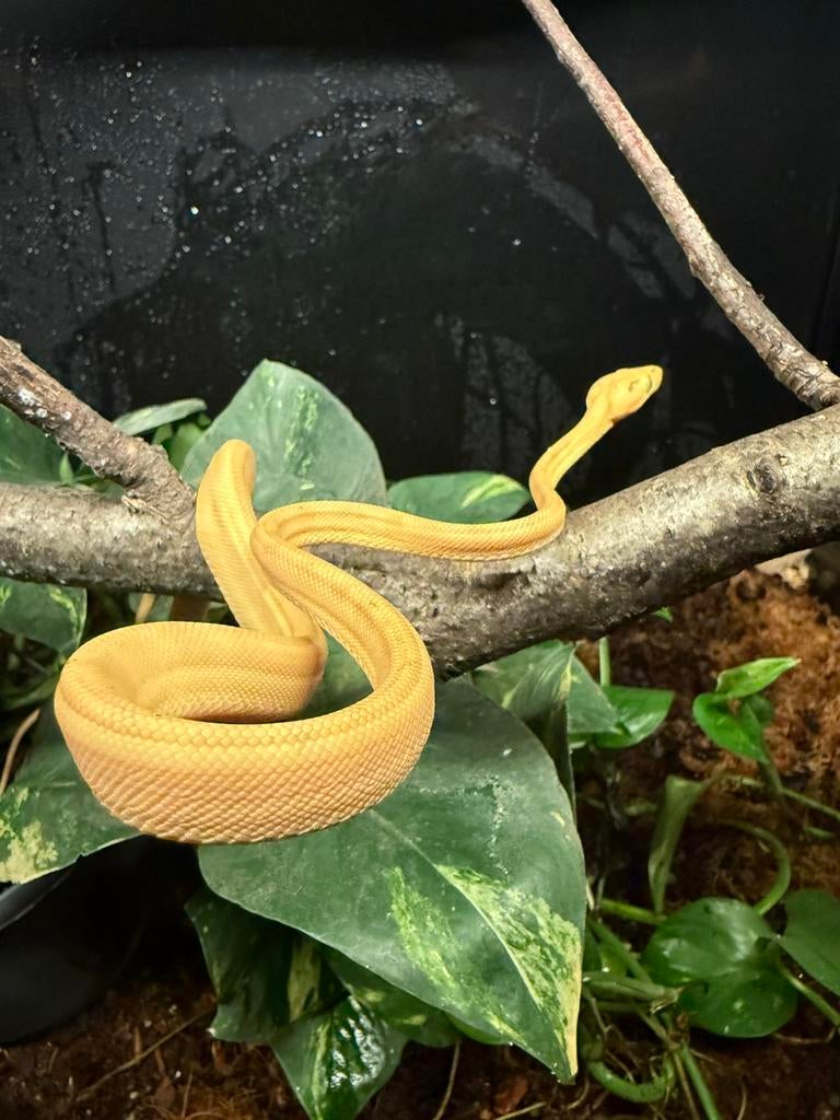 Corallus Hortulanus CB250101 06, Animaux & Accessoires, Reptiles & Amphibiens, Serpent, 0 à 2 ans