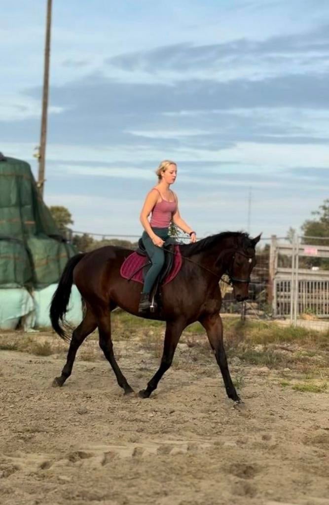 Paard te koop, Dieren en Toebehoren