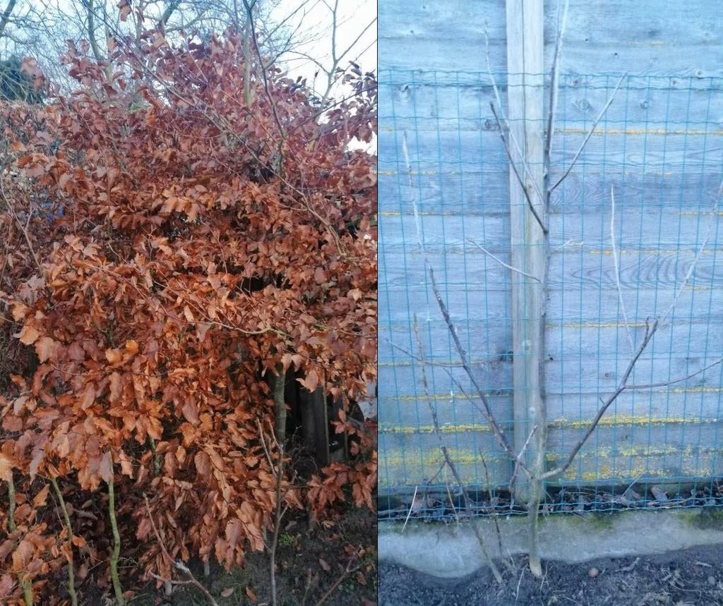 Plantgoed notenlaar en beuk - Aangepaste prijzen!, Tuin en Terras, Planten | Bomen, Overige soorten, Lente, 100 tot 250 cm, Ophalen