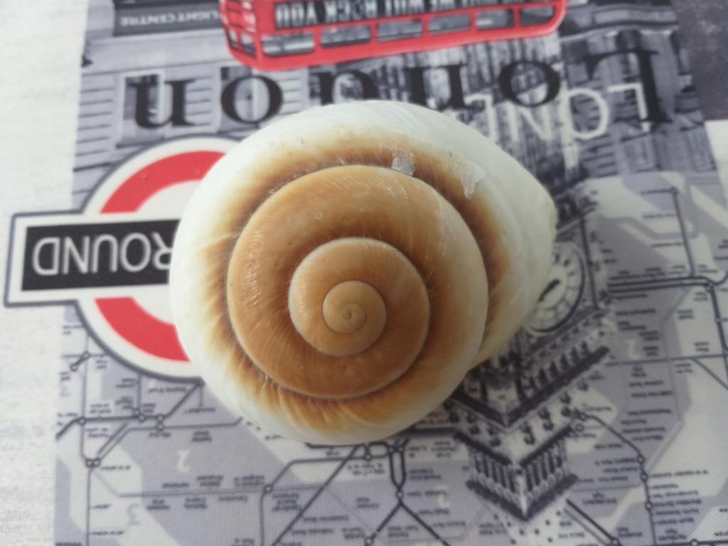 Coquille décorative type escargot, Huis en Inrichting, Ophalen of Verzenden, Zo goed als nieuw