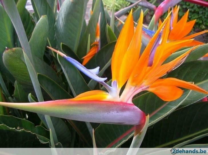 paradijsvogelbloem (Strelitzia reginae), Enlèvement, Été, Plante fixe, Plein soleil