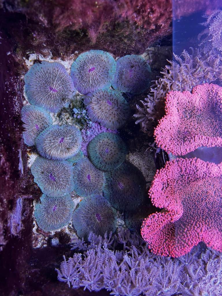 Fungia koraal 5cm, Dieren en Toebehoren, Vissen | Aquariumvissen, Zoutwatervis