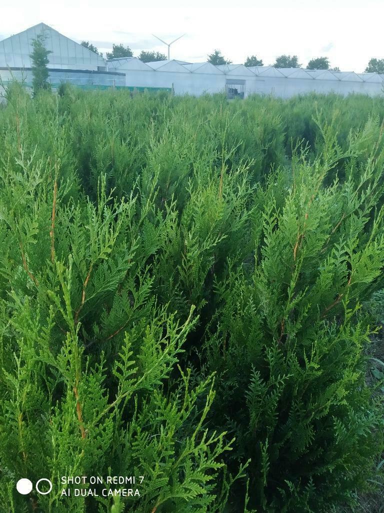 Thuja plicata atrovirens, Tuin en Terras, Ophalen, Conifeer, Haag, 100 tot 250 cm