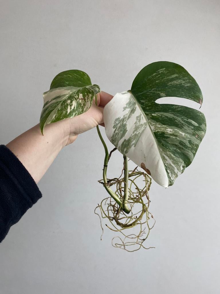 Monstera albo deliciosa #5, Huis en Inrichting, Kamerplanten, Ophalen of Verzenden
