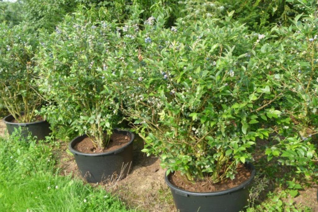 Blauwe bessen struiken, Vaccinium corymbosum, Tuin en Terras, Ophalen, Vaste plant, Fruitplanten